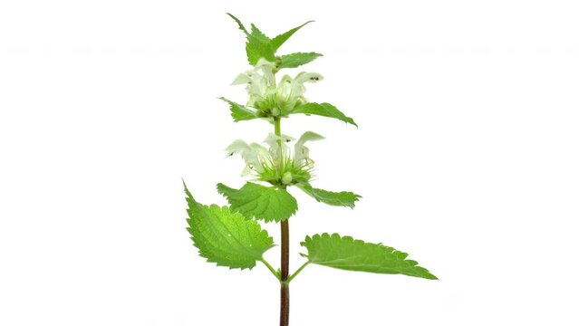 Stinging nettle rotating in a 360 degree loop on a white background