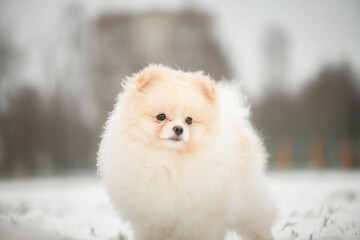 Fototapeta premium A beautiful fluffy purebred spitz walks in the park in the snow in winter.