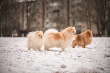 A beautiful fluffy purebred spitz walks in the park in the snow in winter.