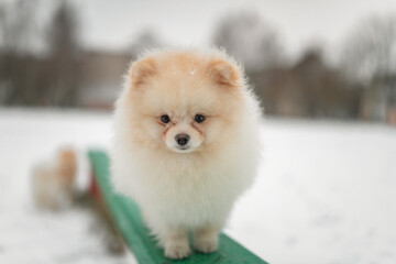 A beautiful fluffy purebred spitz walks in the park in the snow in winter.