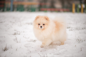 A beautiful fluffy purebred spitz walks in the park in the snow in winter.