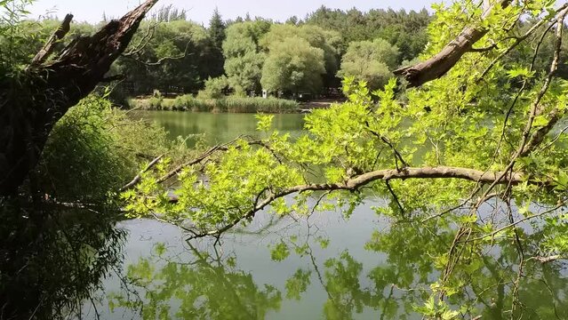 Forest with Mountain and Lake View. Karag&ouml;l - İzmir - T&uuml;rkiye