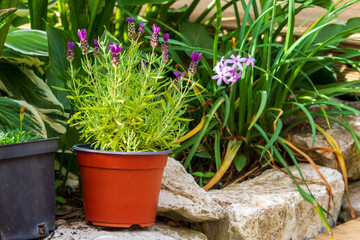 Lavender in a pot. Garden design. Garden decoration with plants and flowers in pots. Decorative plants in the garden