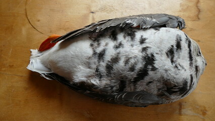 goose killed by hunters on the hunt