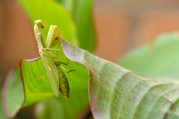 Mante religieuse accrochée à une feuille