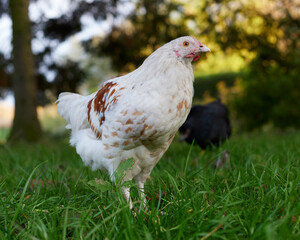 Young white Poland chicken rooster