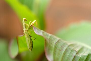 Mante religieuse accrochée à une feuille