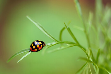 Coccinelle sur une feuille dans un jardin