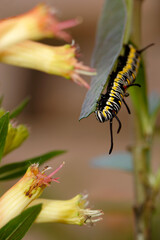 Chenille sur une feuille