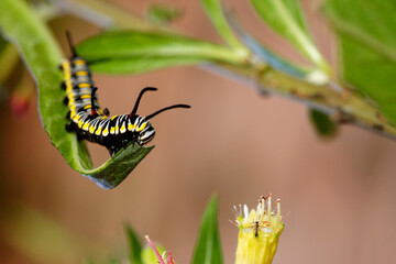 Chenille sur une feuille