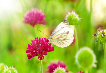 Butterfly, Cabbage White, Pieris rapae, nectaring on blooming purple red Knautia macedonica - in german Mazedonische Witwenblume. Female European Large Cabbage White butterfly Pieris brassicae 