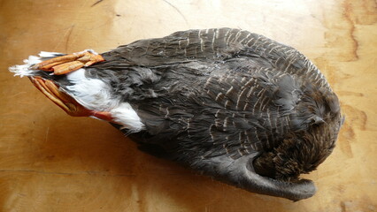 goose killed by hunters on the hunt