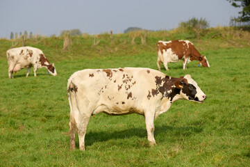 Cows in the meadow Flemish Ardennes Belgium Flanders