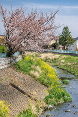 ピンク色が綺麗な満開の桜