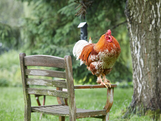 Red rooster sitting on chair in garden © erwin