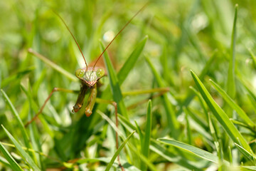 Mante religieuse dans l'herbe