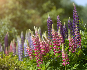 Obraz premium Field of lupine flowers in garden