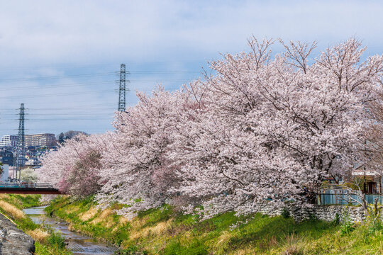 ピンク色が綺麗な満開の桜