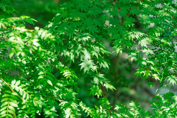 新緑が綺麗な瑞々しい木