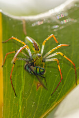 Araignée lynx capturant une mouche