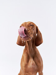 funny dog shows tongue. Hungarian vizsla on a white background