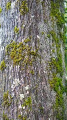 Obraz premium a large pine tree that is decades old with green moss on its big trunk