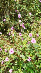 beautiful pink flower in bloom on blur background