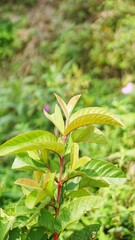 guava shoots that bloom green in the garden as traditional medicine