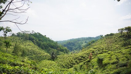 beautiful natural landscape mountains hilly nature panorama, with forest of tall green trees and green slopes under cloudy blue sky in daytime