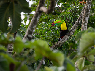 Keel-billed Toucan perched on tree branch in Panama