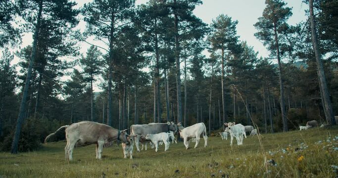Herd of cows grazing on wildness in the forest. Domestic animals in freedom cow is peeing. Young calves walk on the field surrounded by pine trees