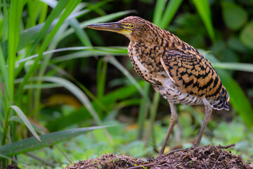 Juvenile Rufescent Tiger-Heron fishing on the pond, closeup portrait