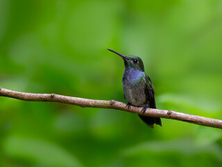Fototapeta na wymiar Blue-chested Hummingbird on green background, portrait