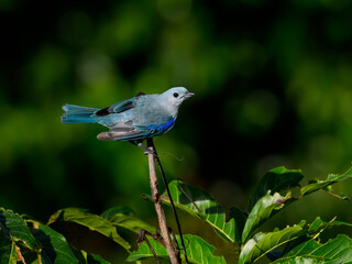 Blue-gray Tanager perched on tree branch on green background