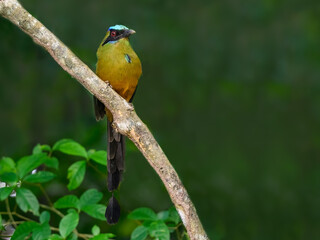 Whooping Motmot perched on tree branch