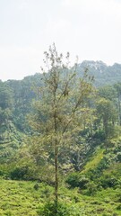 beautiful natural landscape mountains hilly nature panorama, with forest of tall green trees and green slopes under cloudy blue sky in daytime