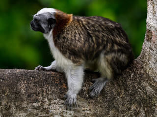 Geoffroys Tamarin resting on tree, closeup portrait