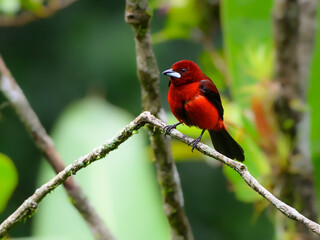 Crimson-backed Tanager perched on a tree branch on green background