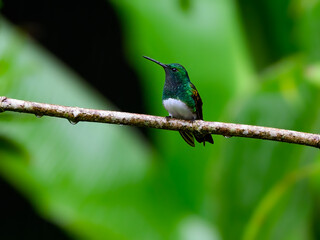Snowy-bellied Hummingbird on green background, portrait