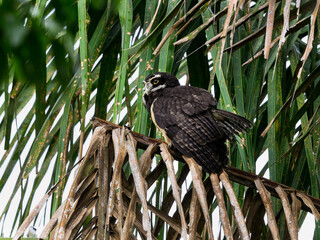 Spectacled Owl standing on dry palm tree branch 