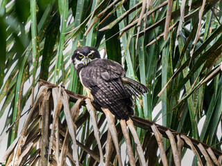 Spectacled Owl standing on dry palm tree branch 