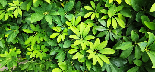 Dwarf umbrella tree or Octopus Tree Scientific name: Schefflera leucantha R.Vig. Leaves are finger-shaped, oblong, arranged alternately, about 7-8 leaflets classified as ornamental plant and herb.
