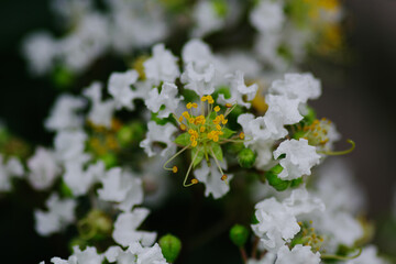 サルスベリの花が咲き出した