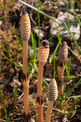 Equisetum arvense, the field horsetail or common horsetail, is an herbaceous perennial plant of the family Equisetaceae. Horsetail plant Equisetum arvense
