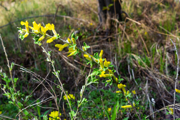 Flowering branch, Chamaecytisus ruthenicus, on natural background. Russian Broom, Chamaecytisus ruthenicus, in garden. Selective focus of flowering plant image