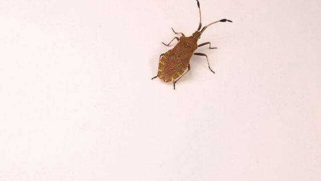 Squash bug isolated on white background.
Also called Dock bug (Coreus marginatus).
It like looks brown marmorated stink bug.
Close up insect, bug.
Insects, bugs.
Garden wildlife, Wild nature.
Animals