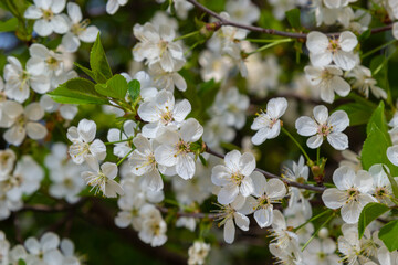 Fototapeta premium Blooming cherry tree in the spring garden. Close up of white flowers on a tree. Spring background