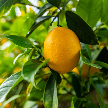 Close-up&nbsp;of ripe Meyer lemon on tree