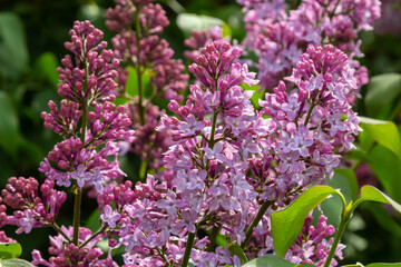 Fototapeta na wymiar A branch of lilac lilac on a background of green leaves. Spring