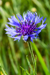 Cornflower, Centaurea cyanus, Asteraceae. Cornflower Herb or bachelor button flower in garden